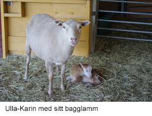 Ulla-Karins bagglamm.jpg